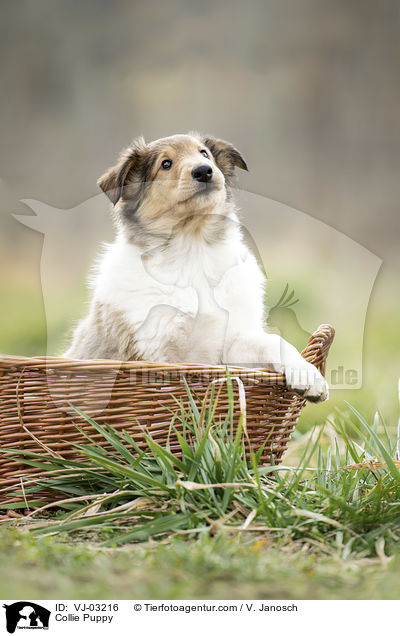 Collie Puppy / VJ-03216