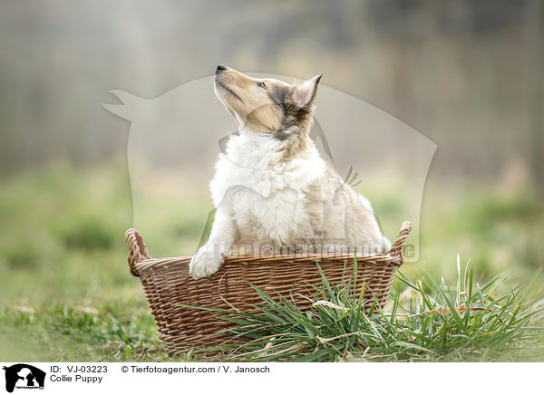 Collie Puppy / VJ-03223
