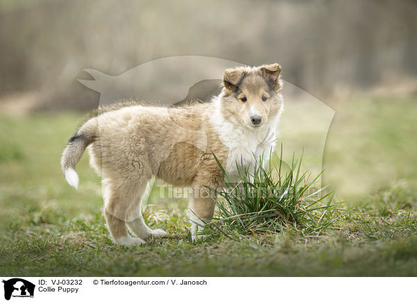 Collie Puppy / VJ-03232