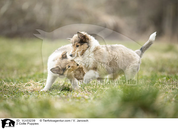 2 Collie Welpen / 2 Collie Puppies / VJ-03239