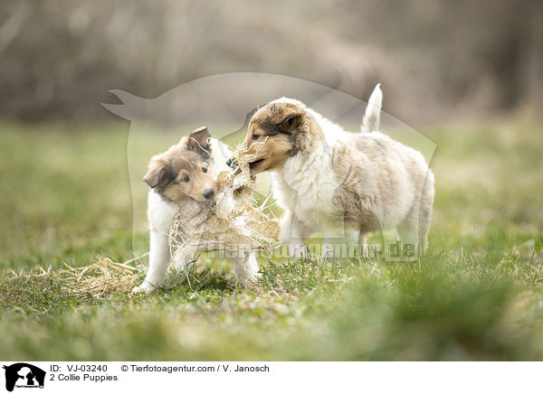 2 Collie Puppies / VJ-03240