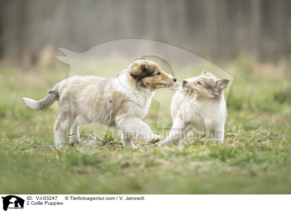 2 Collie Puppies / VJ-03247