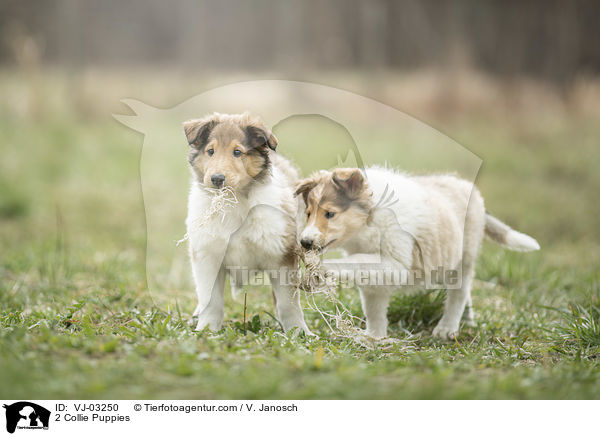 2 Collie Puppies / VJ-03250
