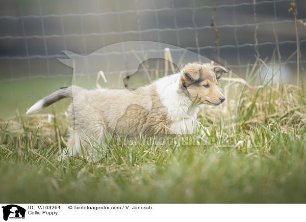 Collie Puppy / VJ-03264