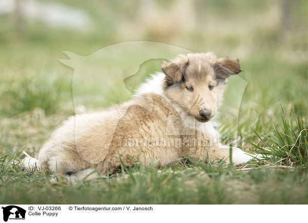Collie Puppy / VJ-03266