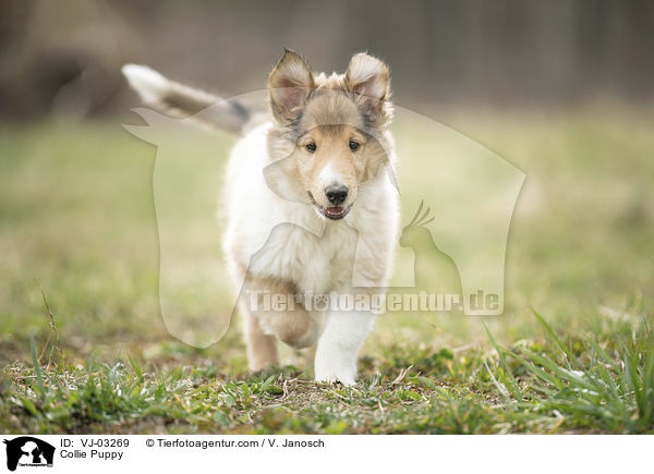 Collie Puppy / VJ-03269