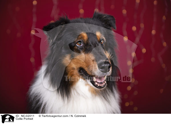Collie Portrait / NC-02011