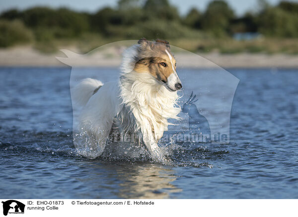 running Collie / EHO-01873
