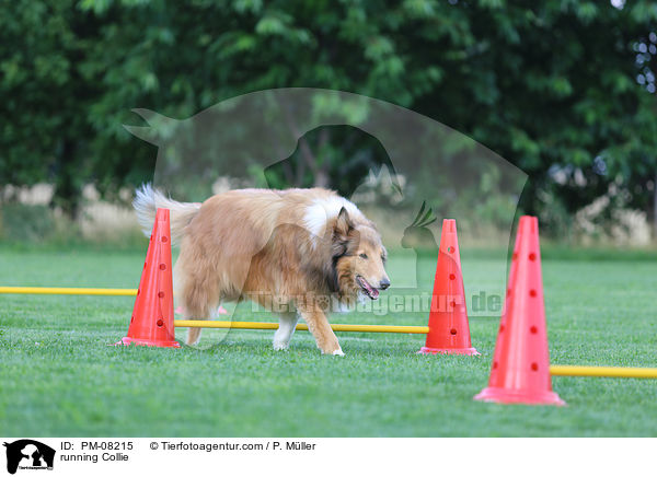 running Collie / PM-08215