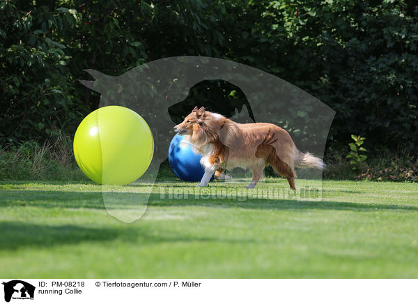 running Collie / PM-08218