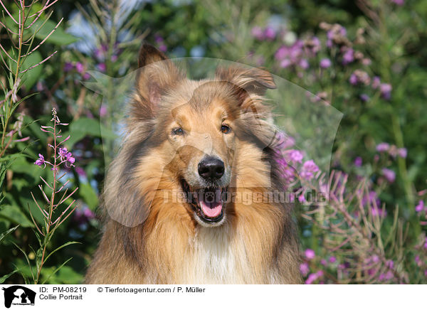 Collie Portrait / PM-08219