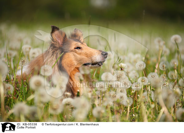 Collie Portrait / KB-05338