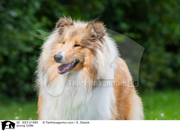 young Collie / SST-21565