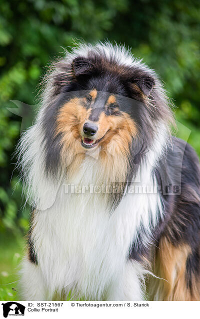 Collie Portrait / SST-21567