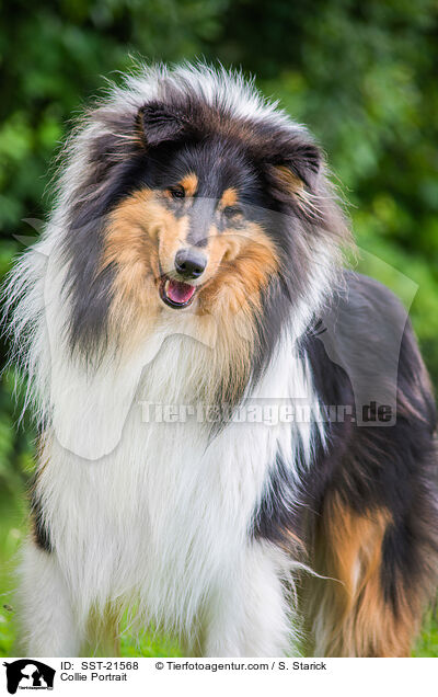 Collie Portrait / SST-21568