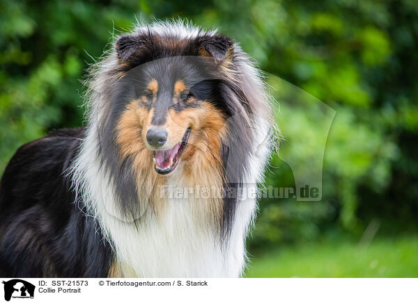 Collie Portrait / SST-21573