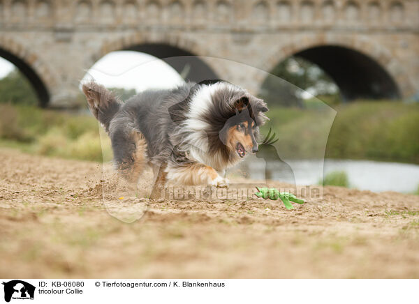 tricolour Collie / KB-06080