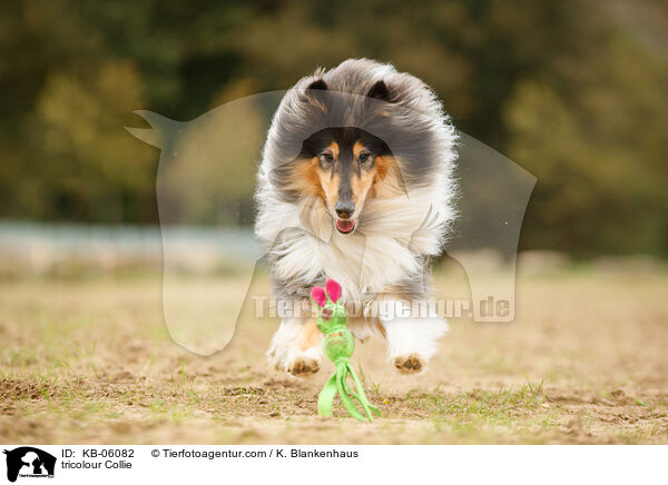 tricolour Collie / KB-06082