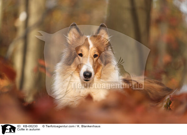 Collie in autumn / KB-06230