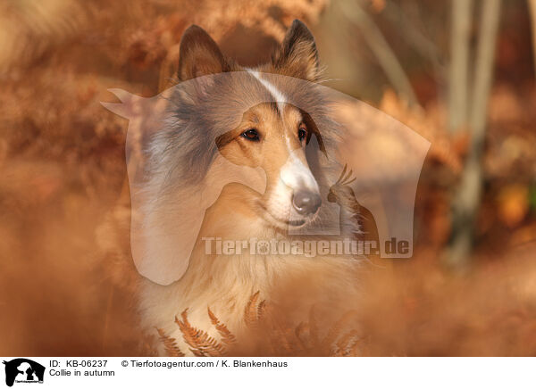 Collie in autumn / KB-06237