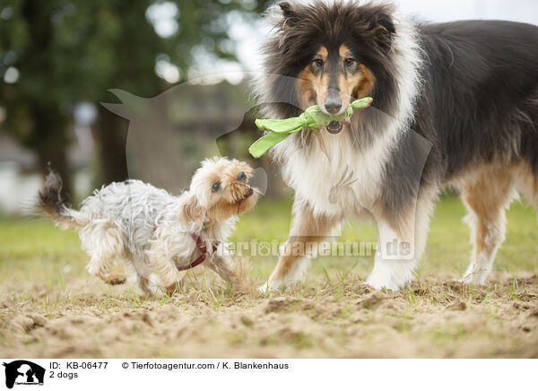 2 dogs / KB-06477