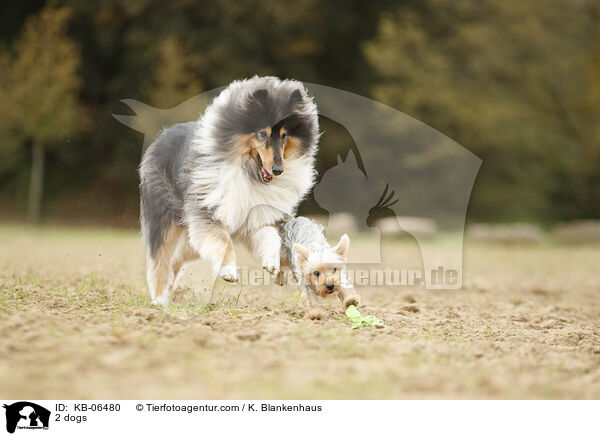 2 dogs / KB-06480