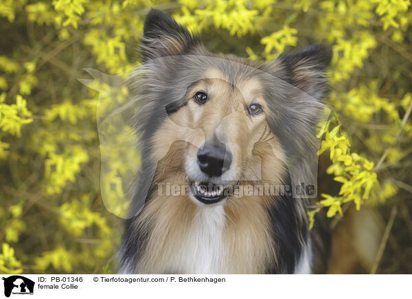 female Collie / PB-01346