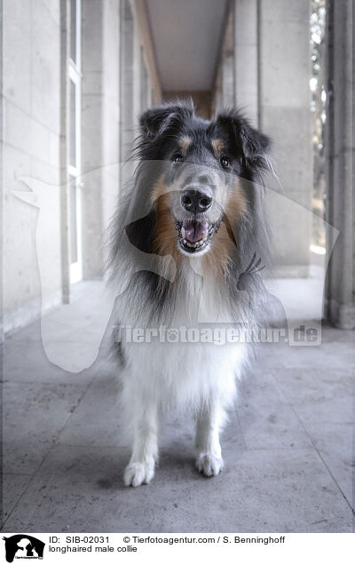 longhaired male collie / SIB-02031