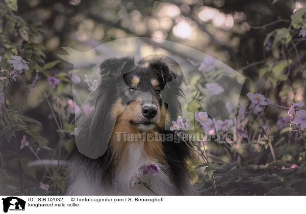 longhaired male collie / SIB-02032
