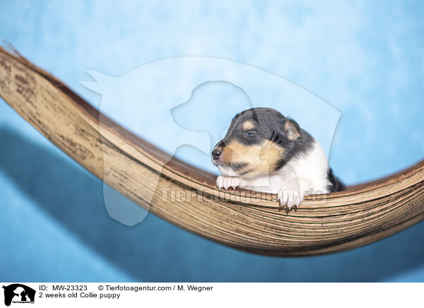 2 Wochen alter Collie Welpe / 2 weeks old Collie puppy / MW-23323