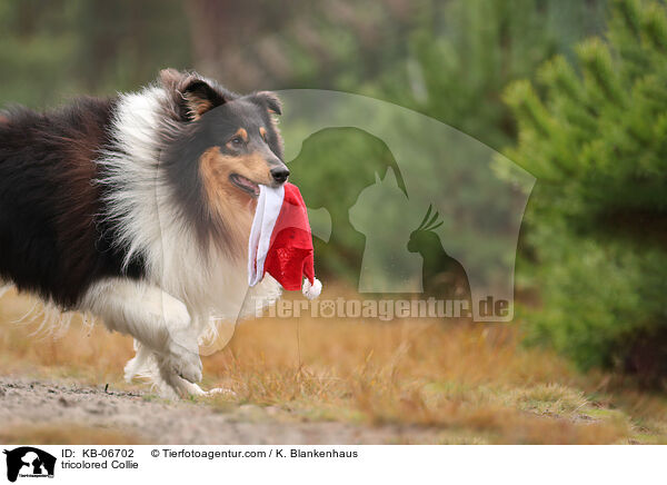 dreifarbiger Collie / tricolored Collie / KB-06702
