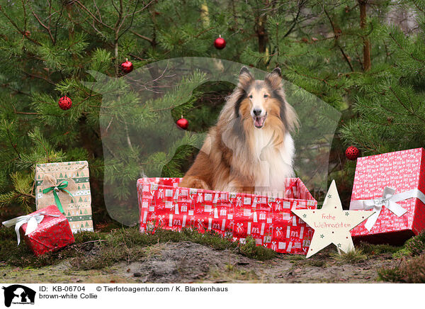 brown-white Collie / KB-06704