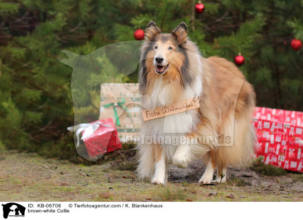 brown-white Collie / KB-06708