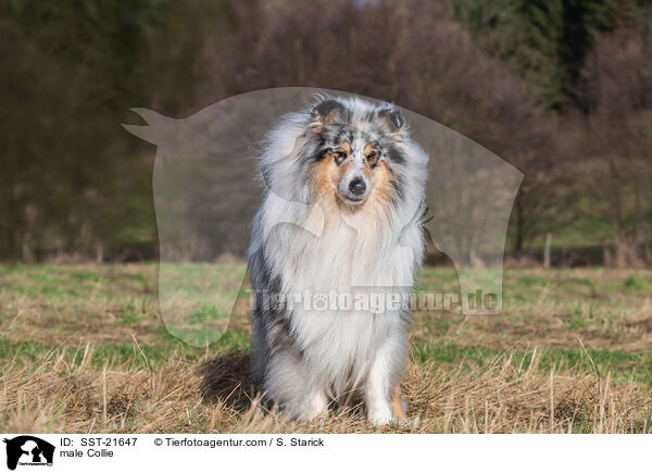 male Collie / SST-21647