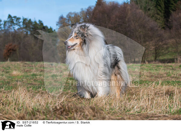 male Collie / SST-21652