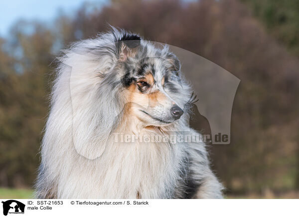 male Collie / SST-21653