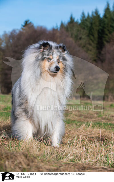 male Collie / SST-21654
