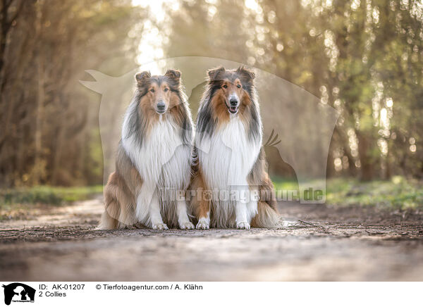 2 Collies / AK-01207
