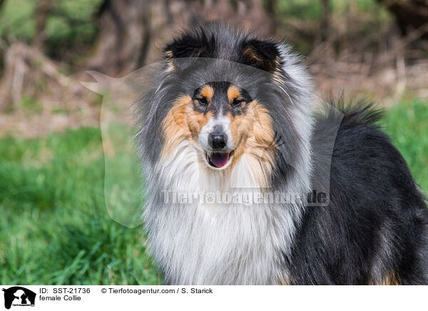 female Collie / SST-21736