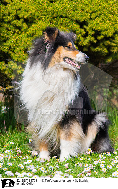 Collie Hndin / female Collie / SST-21738