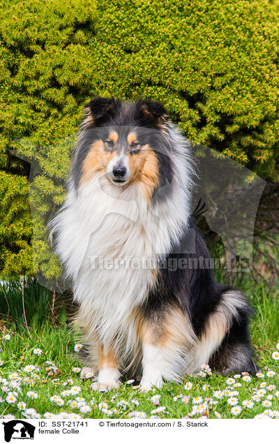 Collie Hndin / female Collie / SST-21741