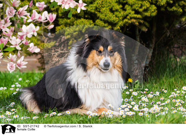 female Collie / SST-21742