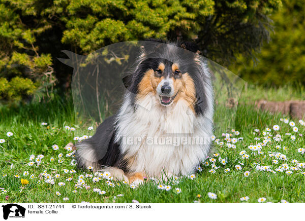 Collie Hndin / female Collie / SST-21744