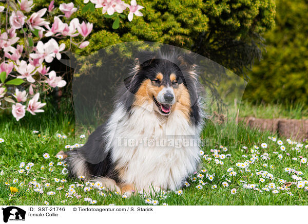 female Collie / SST-21746