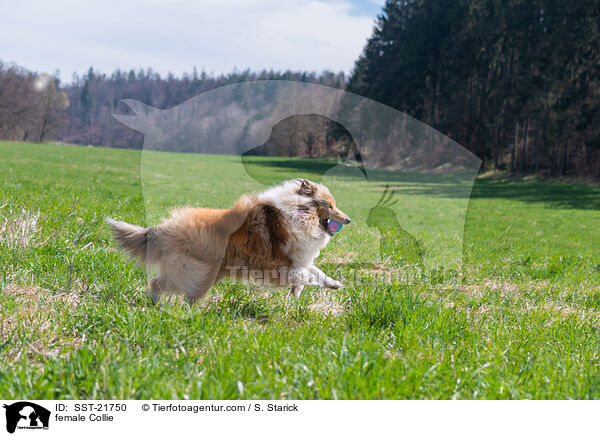female Collie / SST-21750
