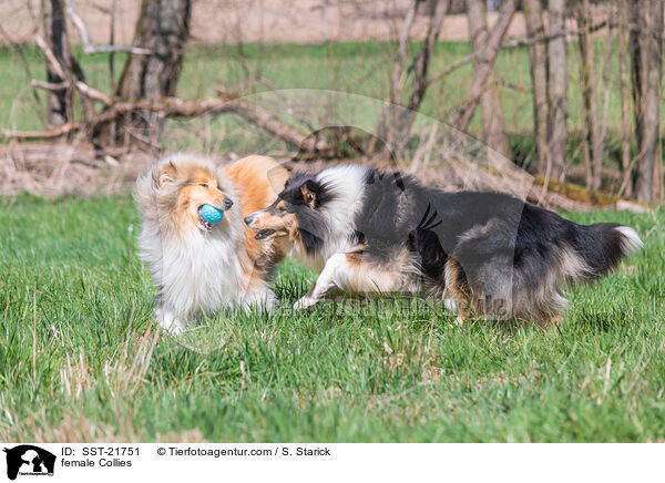 female Collies / SST-21751