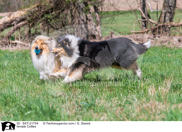 female Collies / SST-21754