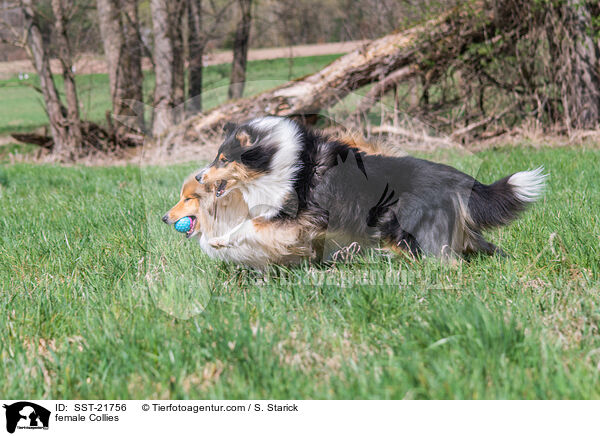 female Collies / SST-21756