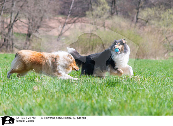female Collies / SST-21761