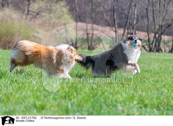 female Collies / SST-21762